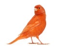 Red canary, Serinus canaria, against white background