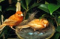 Red Canary, serinus canaria, Pair, Nest with Eggs