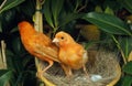 Red Canary, serinus canaria, Pair standing on Nest with Eggs