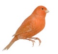 Red canary, Serinus canaria, perched Royalty Free Stock Photo