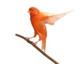 Red canary Serinus canaria, perched on a branch Royalty Free Stock Photo