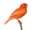 Red canary Serinus canaria, perched on a branch Royalty Free Stock Photo