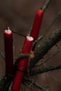 Red candles on tree branches in forest Royalty Free Stock Photo