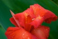 Red Canna Royalty Free Stock Photo