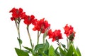 Red Canna Royalty Free Stock Photo