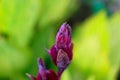 Canna flower plant. the kana-kanaan or cannaceae tribe