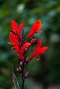 Red Canna Flower