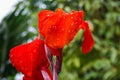 Red canna flower blooming in the morning in the garden Royalty Free Stock Photo