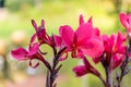 red canna flower blooming Royalty Free Stock Photo