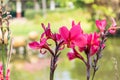 red canna flower blooming Royalty Free Stock Photo