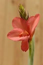 Red canna flower Royalty Free Stock Photo