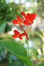 Red Canna flower Royalty Free Stock Photo