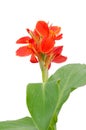 Red canna flower Royalty Free Stock Photo
