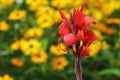 Red canna flower Royalty Free Stock Photo