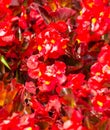 Red canna flower in nature Royalty Free Stock Photo