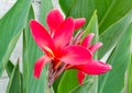 Red canna flower plants Royalty Free Stock Photo