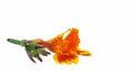 Red canna flowers are being infested by bees, Canna generalis and leaves on white background Royalty Free Stock Photo