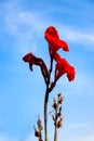 Red Canna Flowers in The Blue Sky Royalty Free Stock Photo