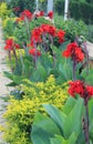 Red canna flowers in a garden. Royalty Free Stock Photo