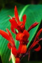 Red canna lilies close up with green leaves backgound Royalty Free Stock Photo