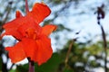 Red Canna Lilly, Canna Flower. Royalty Free Stock Photo