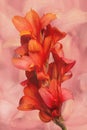 Red canna lilly flower on artistic floral background Royalty Free Stock Photo
