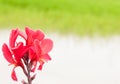 Red Canna lilly in garden Royalty Free Stock Photo