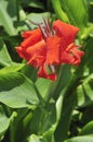 Red canna lily Royalty Free Stock Photo