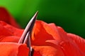 a red canna lily blossom in sunshine Royalty Free Stock Photo