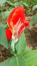 The red canna lily flower is beautiful and fresh. Royalty Free Stock Photo