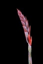 Red Canna Lily flower on black background Royalty Free Stock Photo