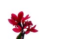 Red canna lily flower blossom in botanical garden on white isolated background Royalty Free Stock Photo