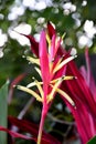Red Canna Lily Flower with Blurred background Royalty Free Stock Photo