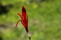 Red canna lily flower bud and green seed macro photo. Red tropical flower in bud. Royalty Free Stock Photo