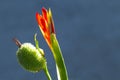 Red canna lily flower bud and green seed macro photo. Red tropical flower in bud. Royalty Free Stock Photo