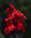 Red Canna Lily Flower on Dark Background Royalty Free Stock Photo