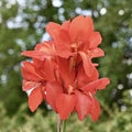 Red Canna Lily Flowers Royalty Free Stock Photo