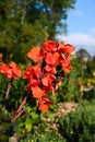 Red canna lily Oiseau de Feu blooming outdoors with tall stems Royalty Free Stock Photo