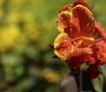 A Red Canna Lily Royalty Free Stock Photo