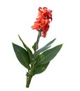 Red Canna lily Royalty Free Stock Photo