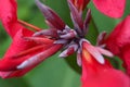 Red Canna Lily Royalty Free Stock Photo
