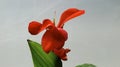 Red canna lily flower Royalty Free Stock Photo