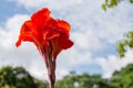 Red Cannaceae flower with blue sky background Royalty Free Stock Photo