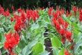 Red cannas are blooming on the flowerbed Royalty Free Stock Photo