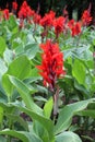 Red cannas are blooming on the flowerbed Royalty Free Stock Photo