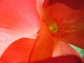 Red Cannas flower closeup Royalty Free Stock Photo