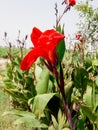 Red Cannon lilly orchid picture