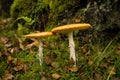 red cap autumn toxic mushroom