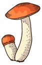 Red cap boletus. Color forest mushroom icon