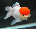 Red cap oranda goldfish Royalty Free Stock Photo